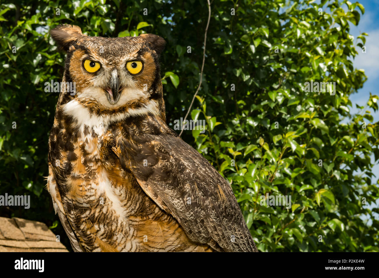 Great Horned Owl (Bubo virginianus) Stock Photo