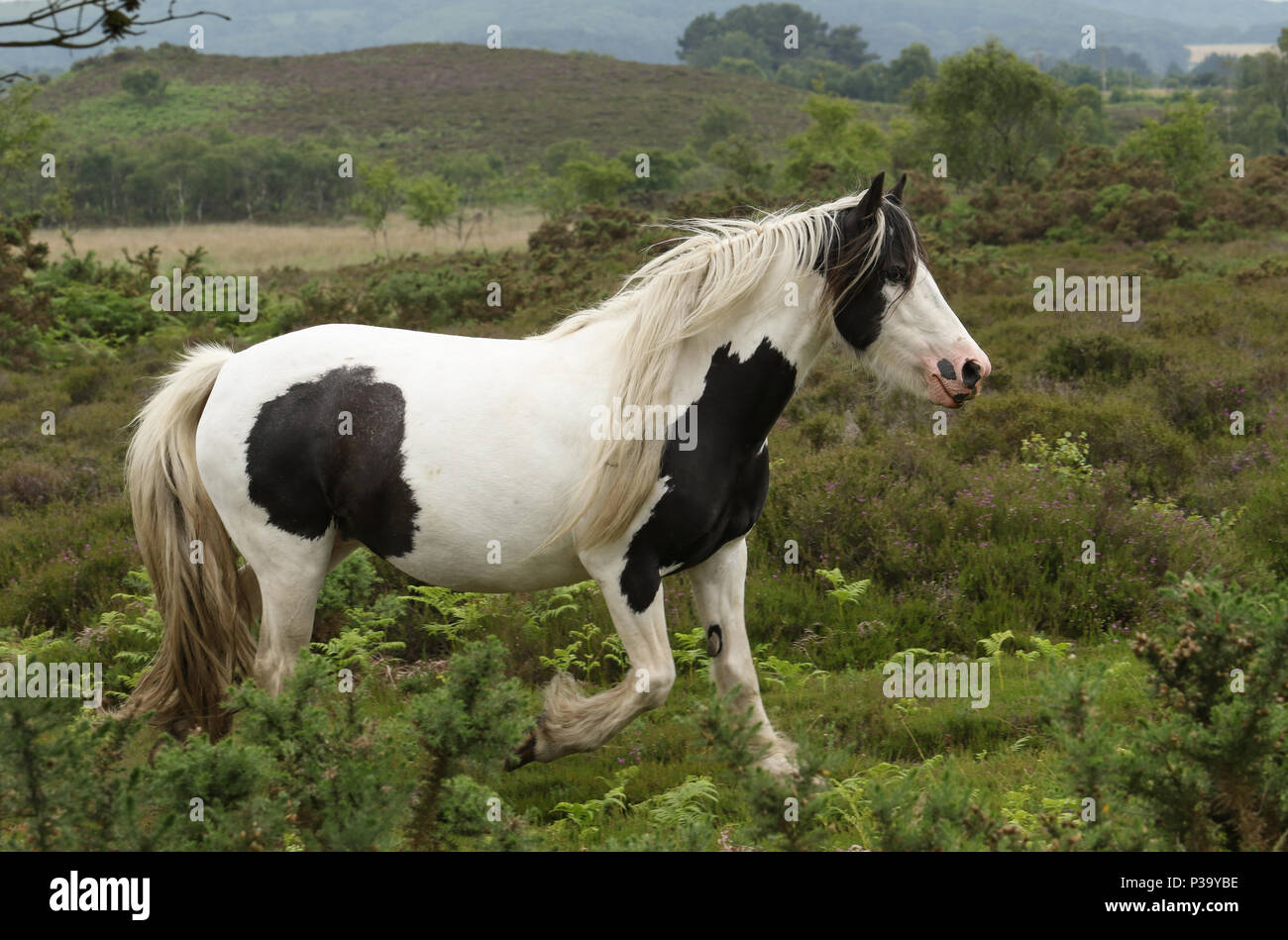 A scenic view of a beautiful Horse (Equus ferus caballus) running in heathland where it is grazing. Stock Photo