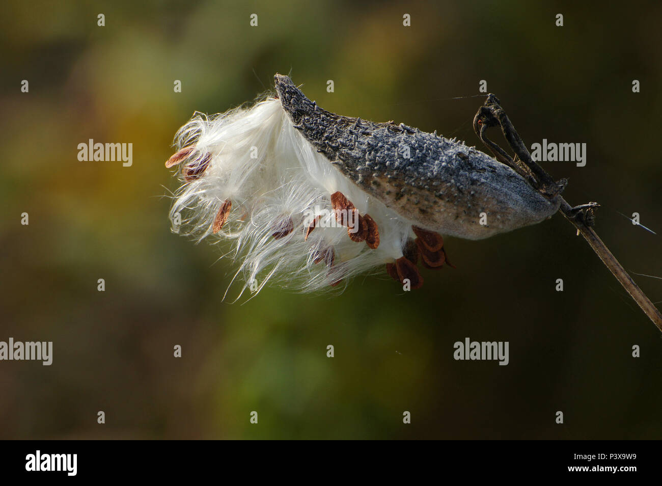 A scene of a mature fruit in the meadow. The seeds are wrapped in cotton and fall out of the fruit. The wind blows seeds. The desire for survival. Stock Photo