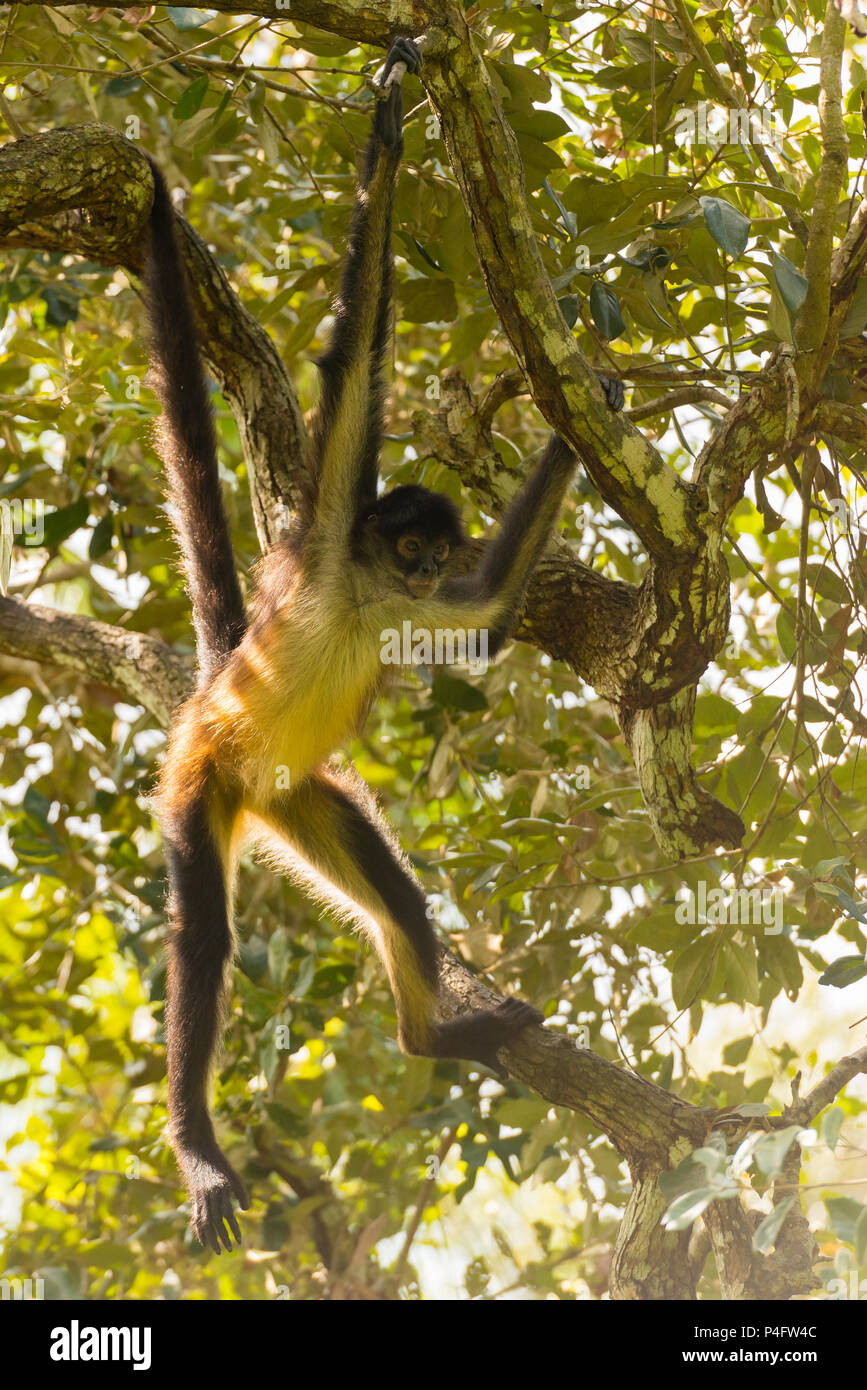 Yucatan spider monkey swings from a tree branch in forest Stock Photo