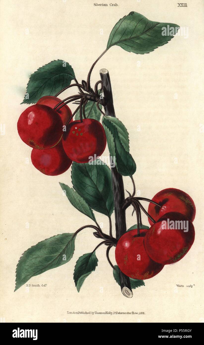 Ripe crimson Siberian Crab cherries, Prunus species. Hand-colored illustration by Edwin Dalton Smith engraved by Watts from Charles McIntosh's 'Flora and Pomona' 1829. McIntosh (1794-1864) was a Scottish gardener to European aristocracy and royalty, and author of many book on gardening. E.D. Smith was a botanical artist who drew for Robert Sweet, Benjamin Maund, etc. Stock Photo