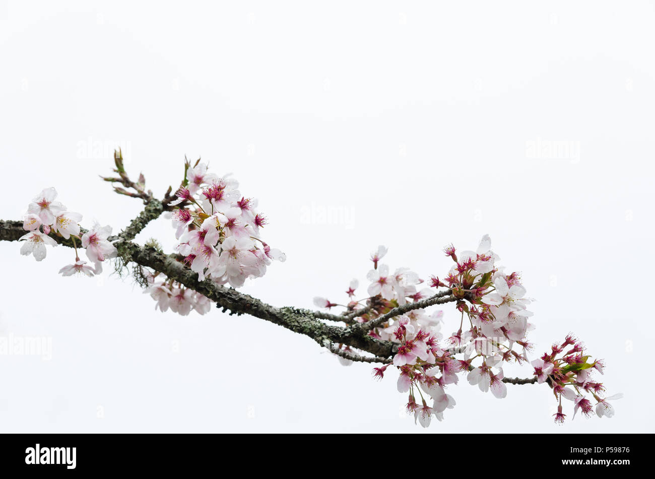 Tokyo cherry (Prunus Yedoensis) isolated on white background Stock Photo