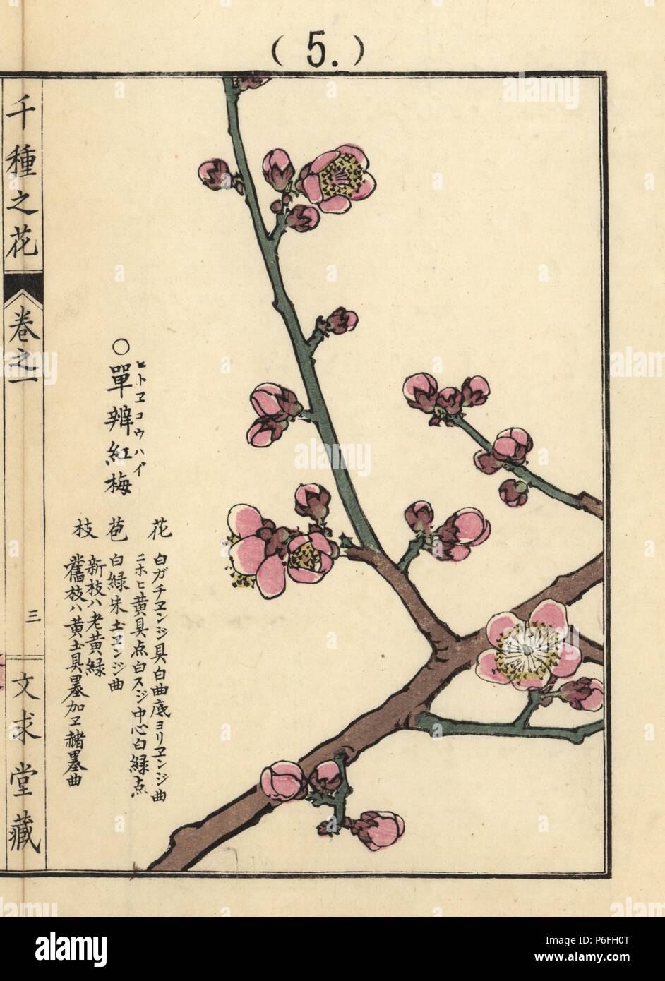 Hitoe koubai or species of red Chinese plum or Japanese apricot blossom, Prunus mume. Handcoloured woodblock print by Kono Bairei from Senshu no Hana (One Thousand Varieties of Flowers), Bunkyudo, Kyoto, 1900. Stock Photo