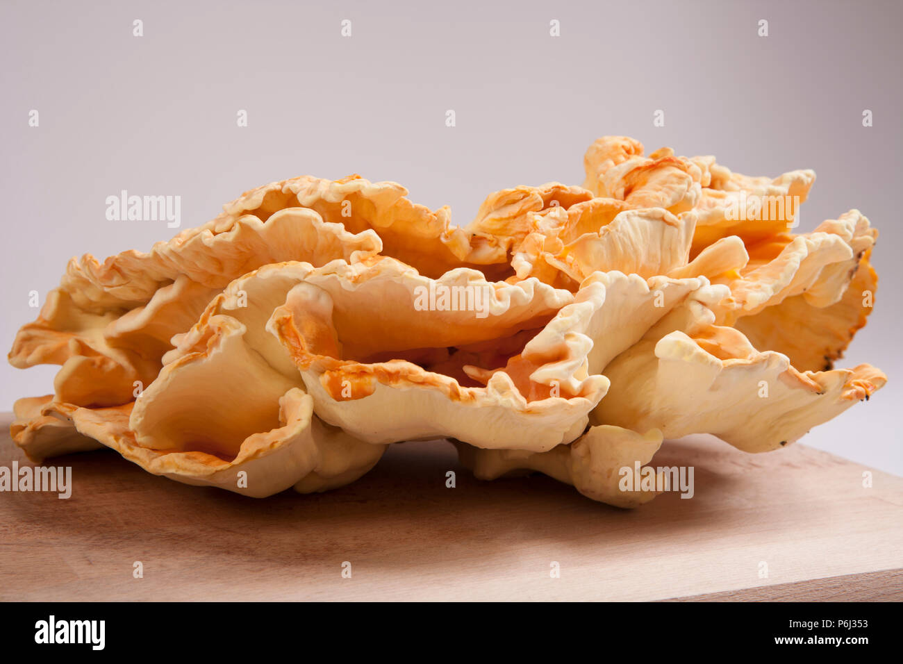 Chicken of the woods fungi, Laetiporus sulphureus, sometimes called Sulphur polypore found growing in the New Forest in Hampshire England UK GB. The c Stock Photo