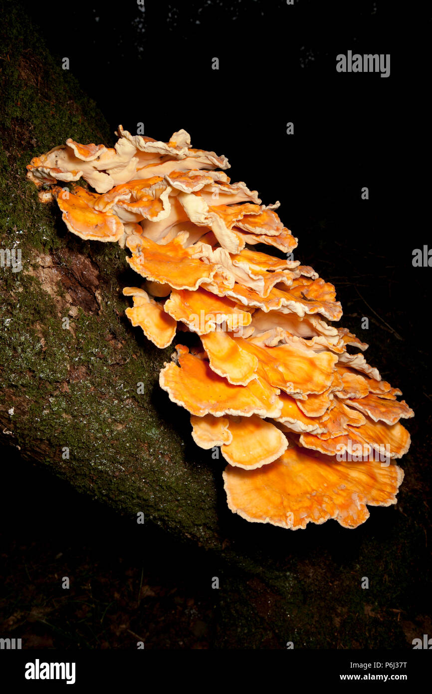 Chicken of the woods fungi, Laetiporus sulphureus, sometimes called Sulphur polypore found growing in the New Forest in Hampshire England UK GB. The c Stock Photo