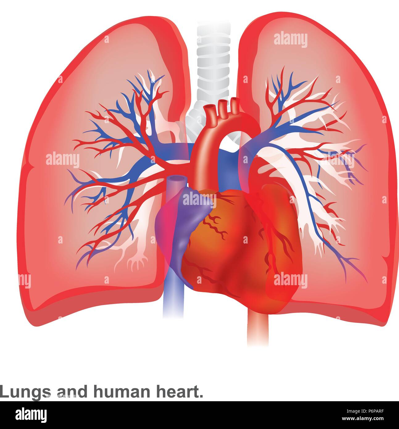 Human Lungs And Heart Diagram