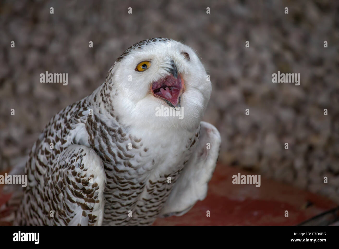 Snowy owl shows its open mouth. Stock Photo