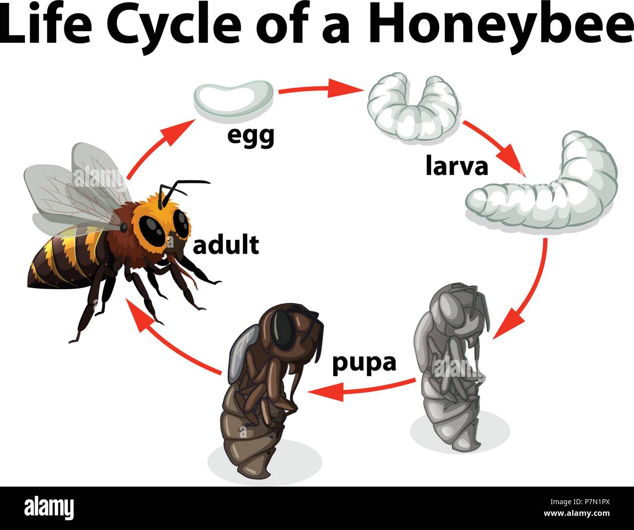 Life Cycle Of Honey Bee Diagram Pdf