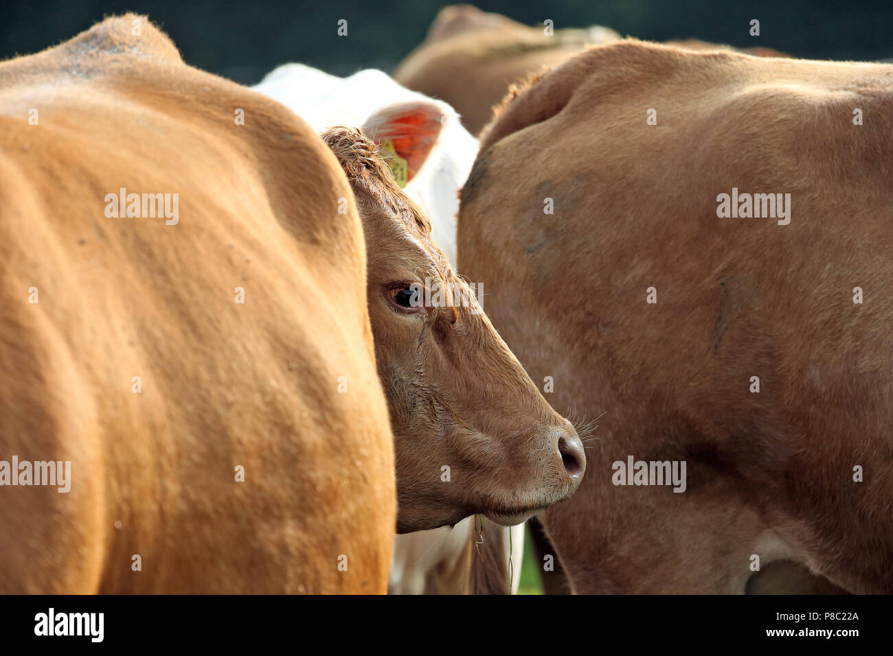 Ascheberg-Herbern, Germany, ox in a pasture Stock Photo