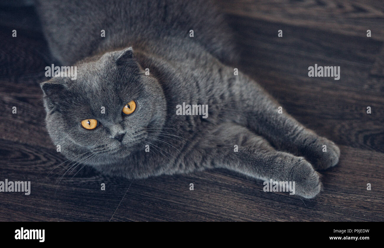 Scottish Fold cat lying on the floor. Stock Photo