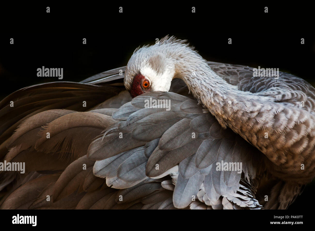 portrait of a sandhill crane preening isolated on a black background Stock Photo