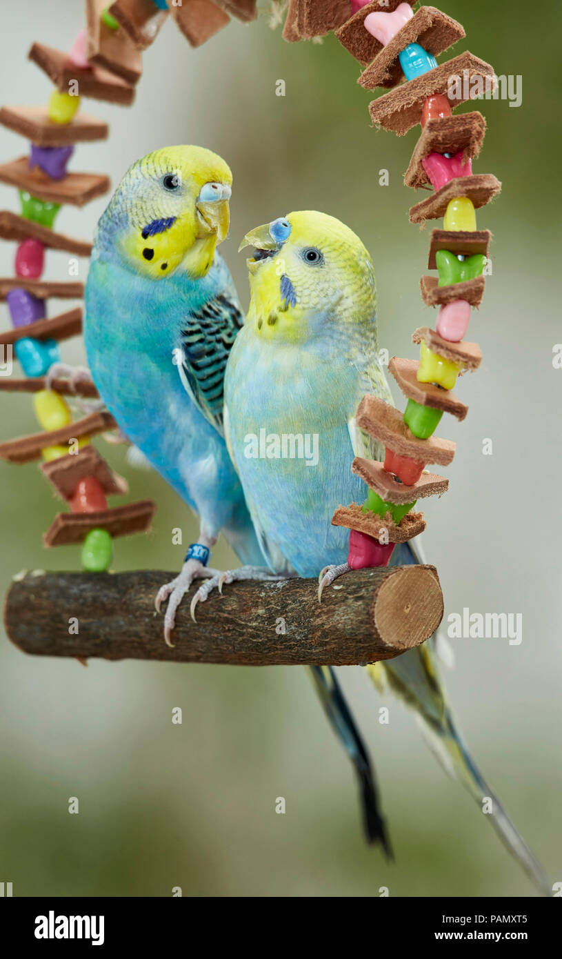 Rainbow Budgerigar, Budgie (Melopsittacus undulatus). Two adults perched on a multicolored toy swing. Germany Stock Photo