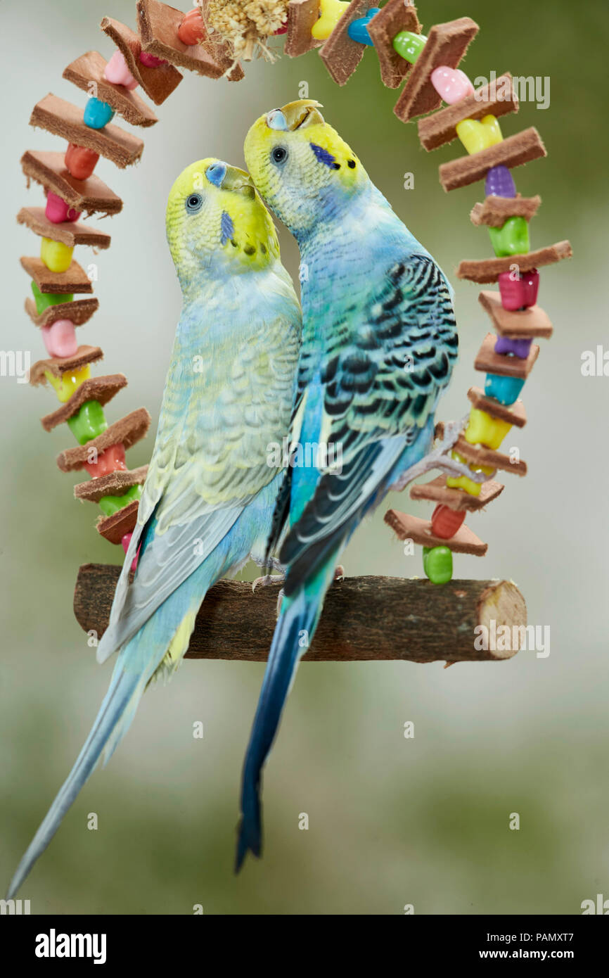 Rainbow Budgerigar, Budgie (Melopsittacus undulatus). Two adults perched on a multicolored toy swing, looking up. Germany Stock Photo