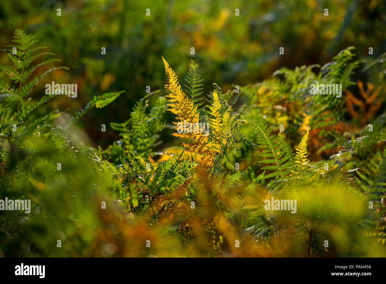 Woodland Ferns Stock Photo