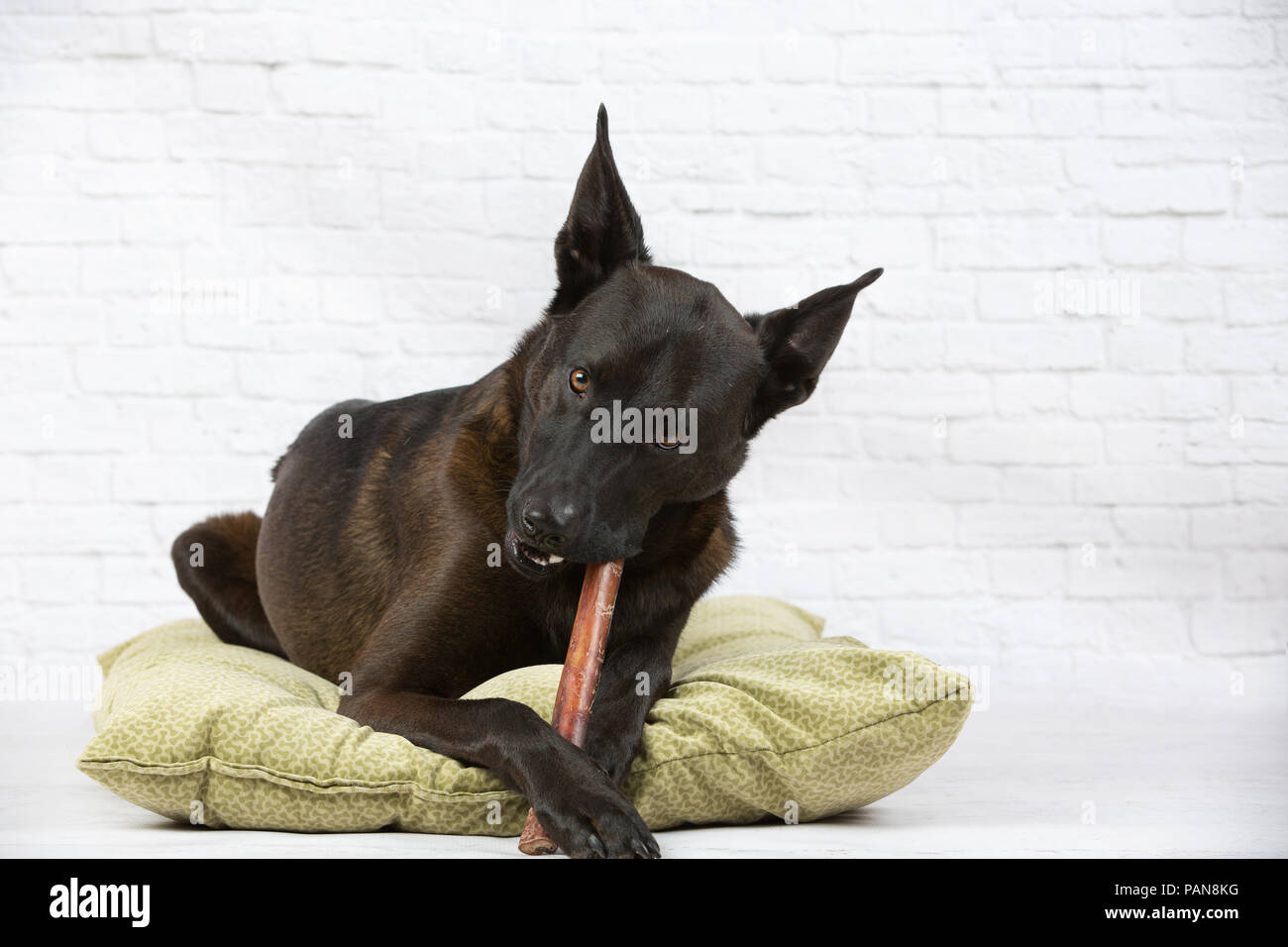 shepherd mix dog chewing bully stick on dog bed in studio Stock Photo