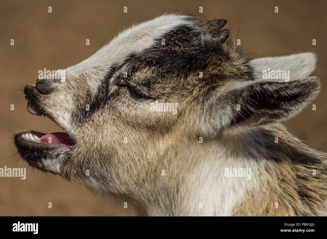 laughing goat Stock Photo