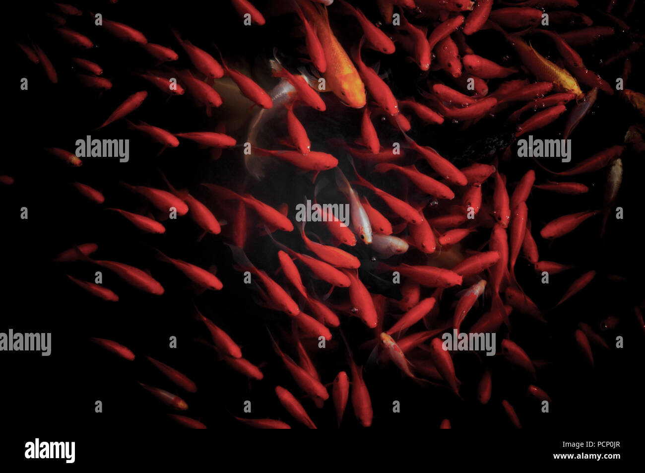 A white fish among dozens of red fish in a pond in Xuanwuhu Park Stock Photo