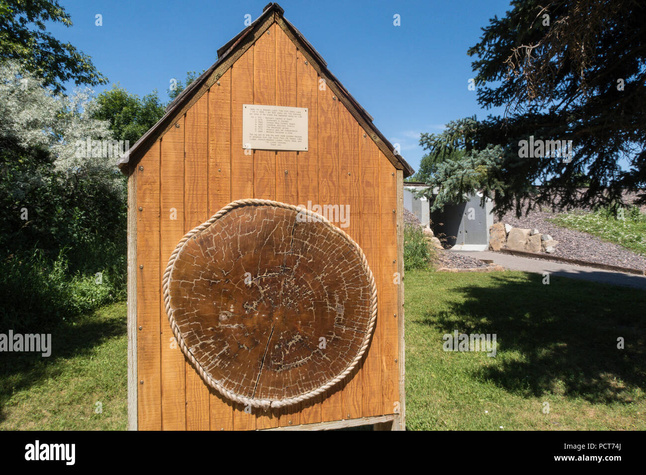 Cross-section of 829 year old Western Larch Tree, Great Falls, Montana, USA Stock Photo