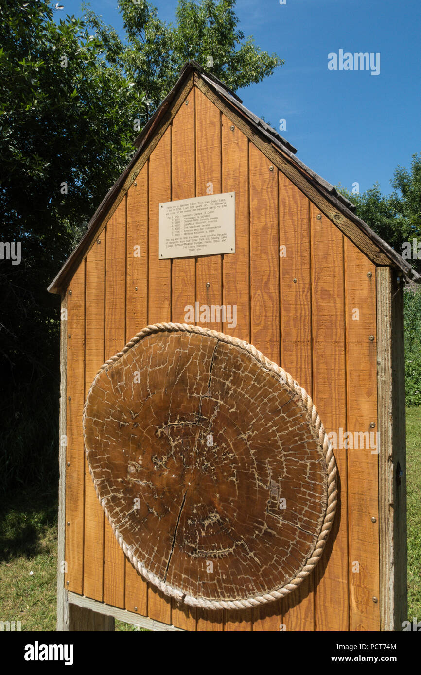 Cross-section of 829 year old Western Larch Tree, Great Falls, Montana, USA Stock Photo