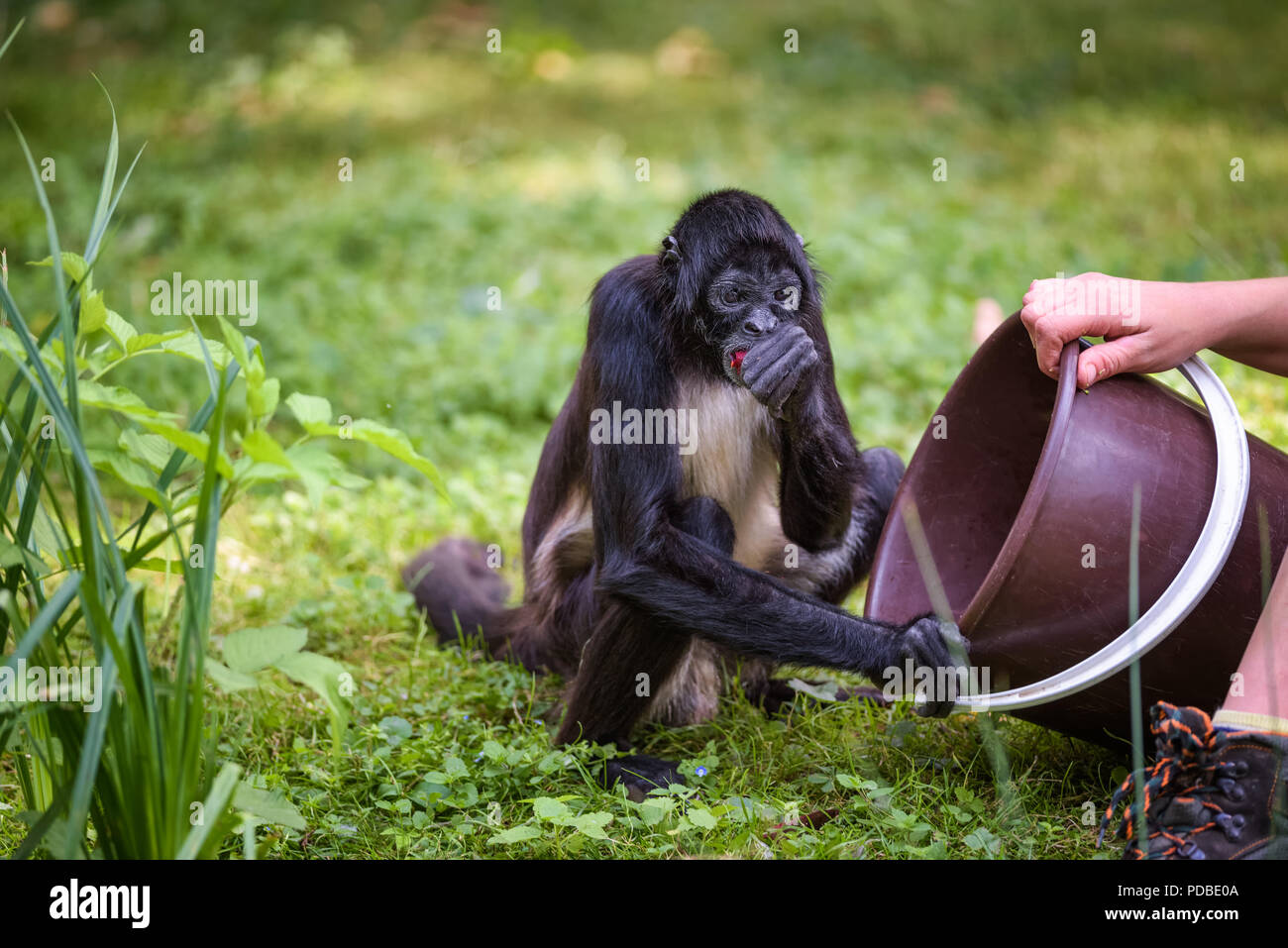 Spider Monkey being fed by a caretaker Stock Photo