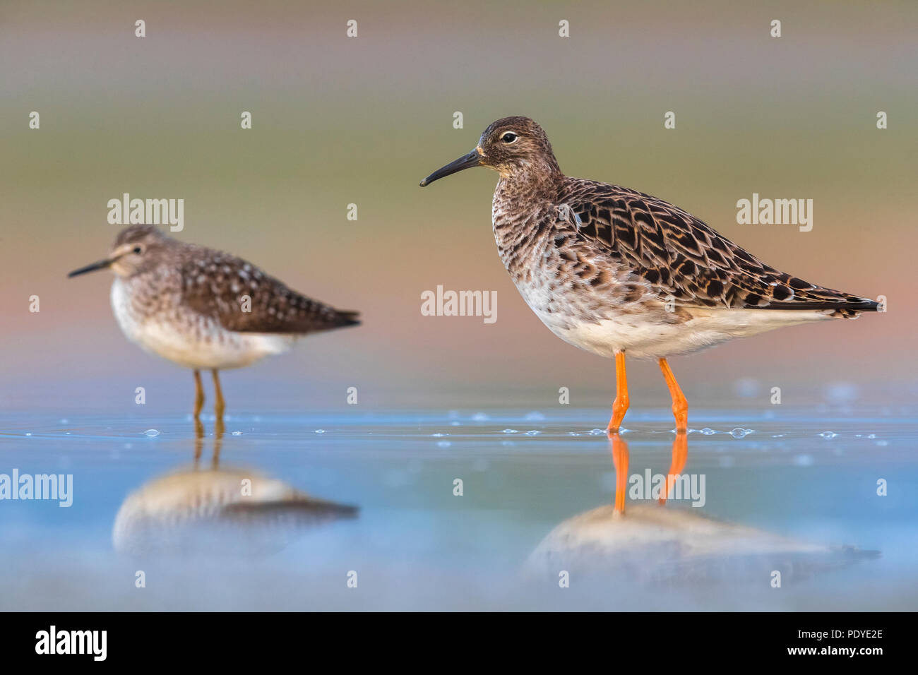 Ruff; Philomachus pugnax Stock Photo