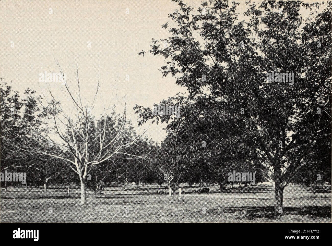 . Deciduous orchards in California winters. Fruit-culture; Plants. Fig ...