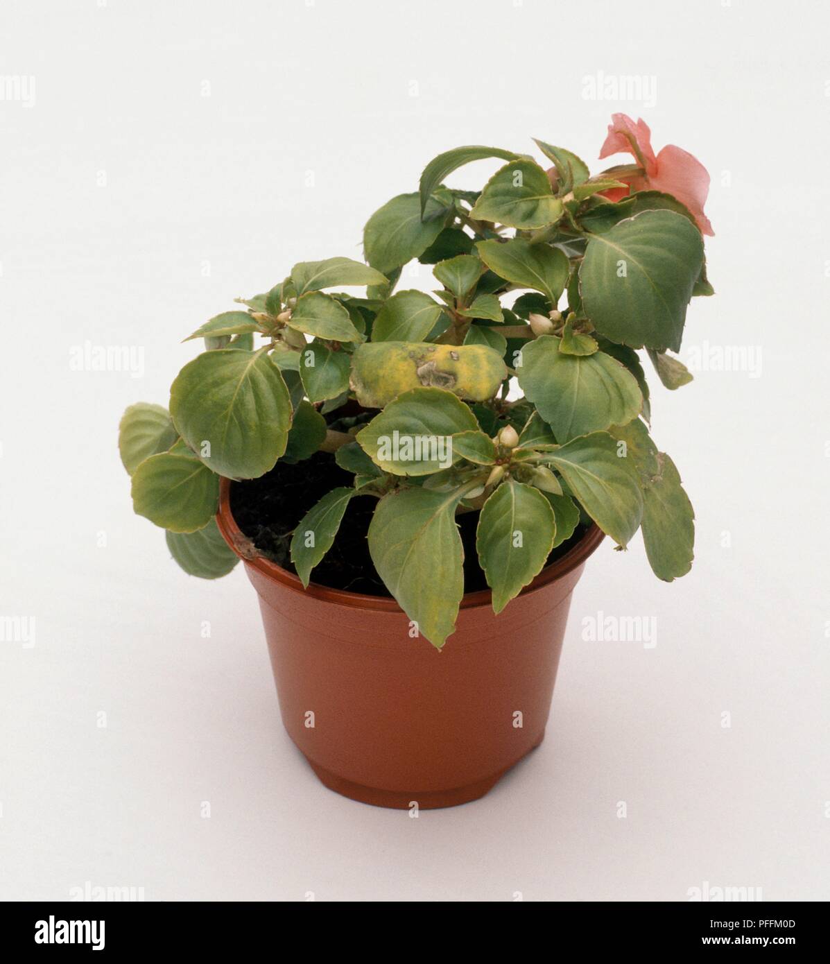 Impatiens walleriana (Busy lizzie) in plant pot showing discoloured, wilting leaves Stock Photo