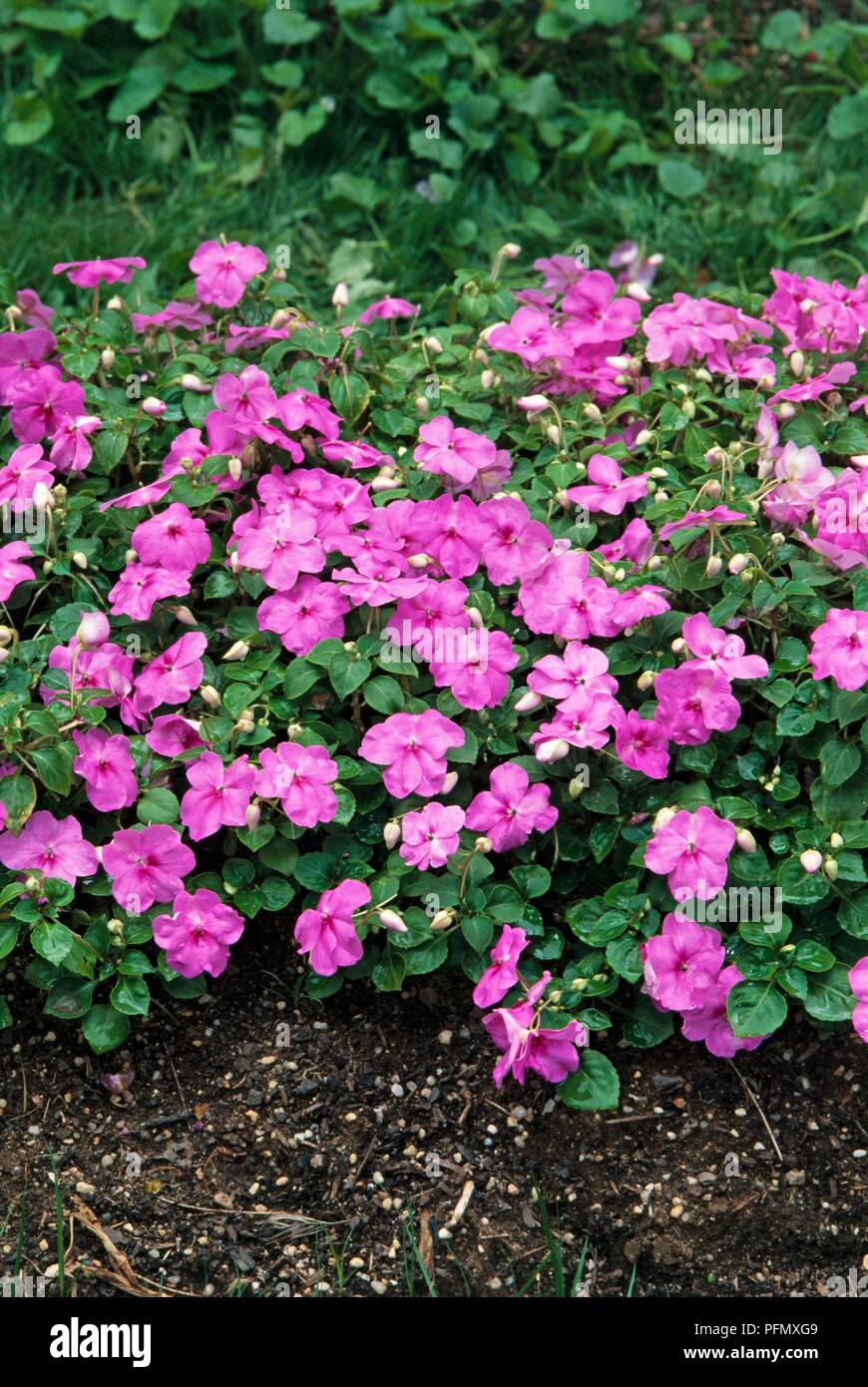 Flowers and leaves from Impatiens walleriana Tempo Series 'Tempo Lavender' (Busy lizzie) Stock Photo