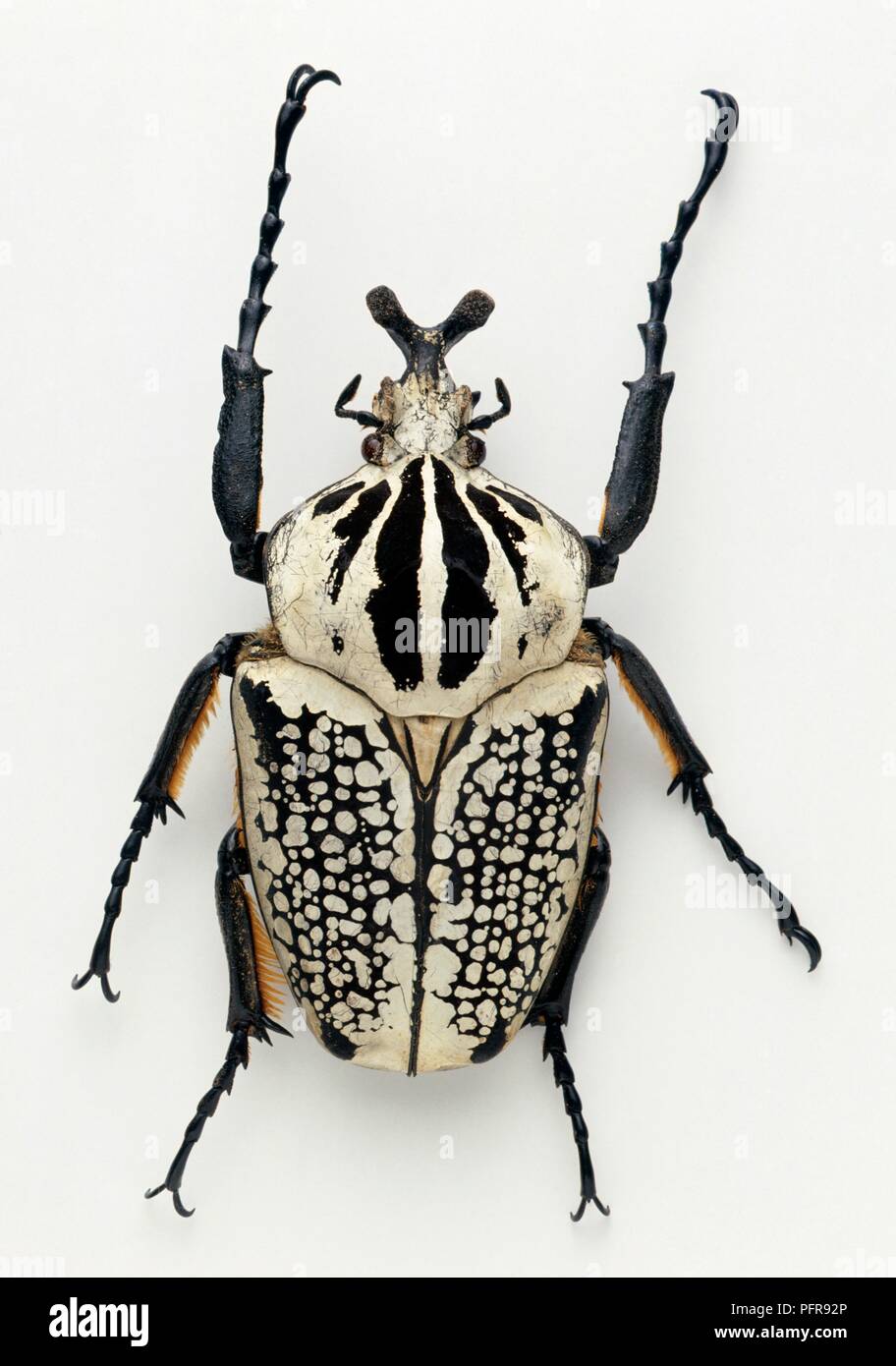 Goliath Beetle species (Goliathus orientalis), overhead view Stock Photo