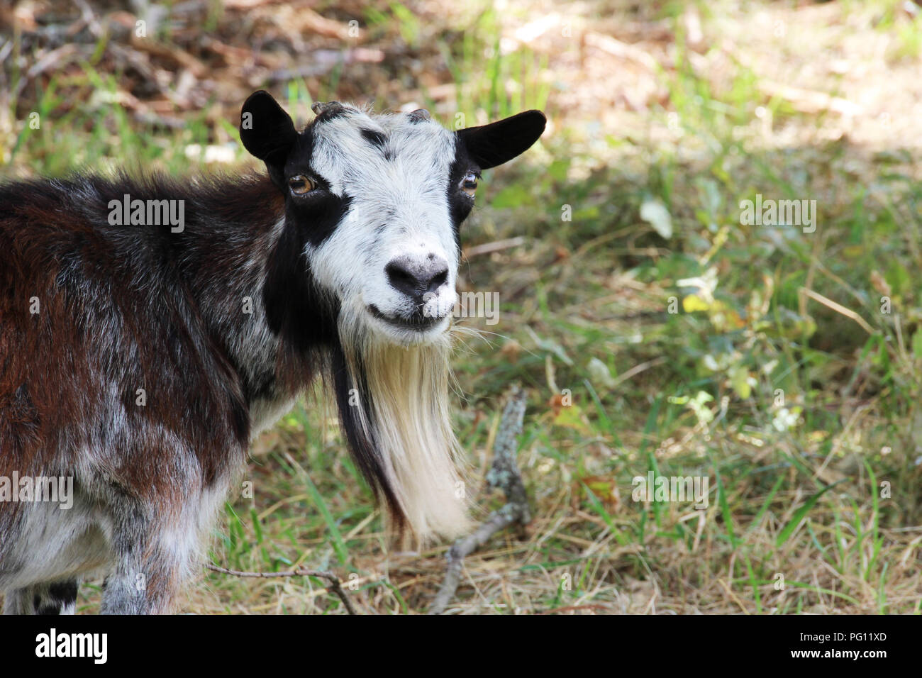 goat in fields, eyes to camera with enormous beard Stock Photo