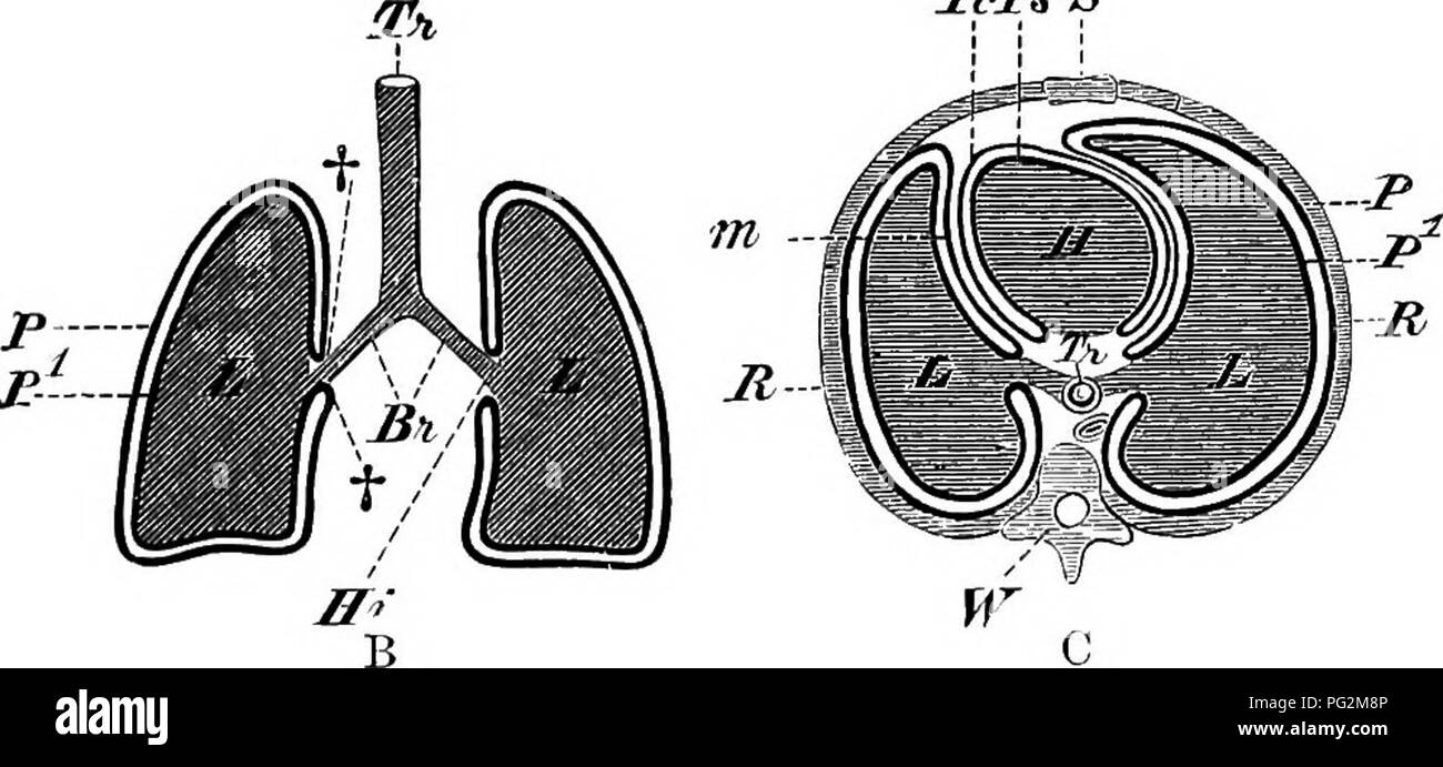 Elements Of The Comparative Anatomy Of Anatomy, Of (From