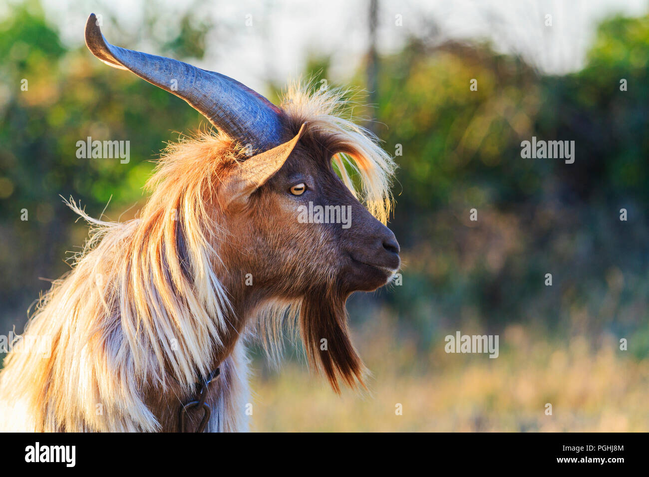 goat with long hair and long horns Stock Photo