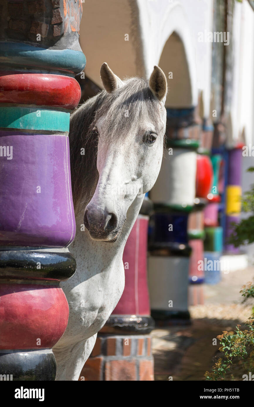 Pure Spanish Horse, PRE, Andalusian Horse. Grey stallion standing among multicolored columns at hotel and spa Rogner Bad Blumenau (designed by Friedensreich Hundertwasser). Styria, Austria Stock Photo