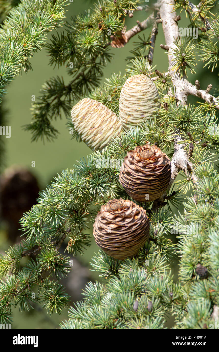 Himalayan cedar or deodar cedar tree with female and male cones, Christmas background close up Stock Photo