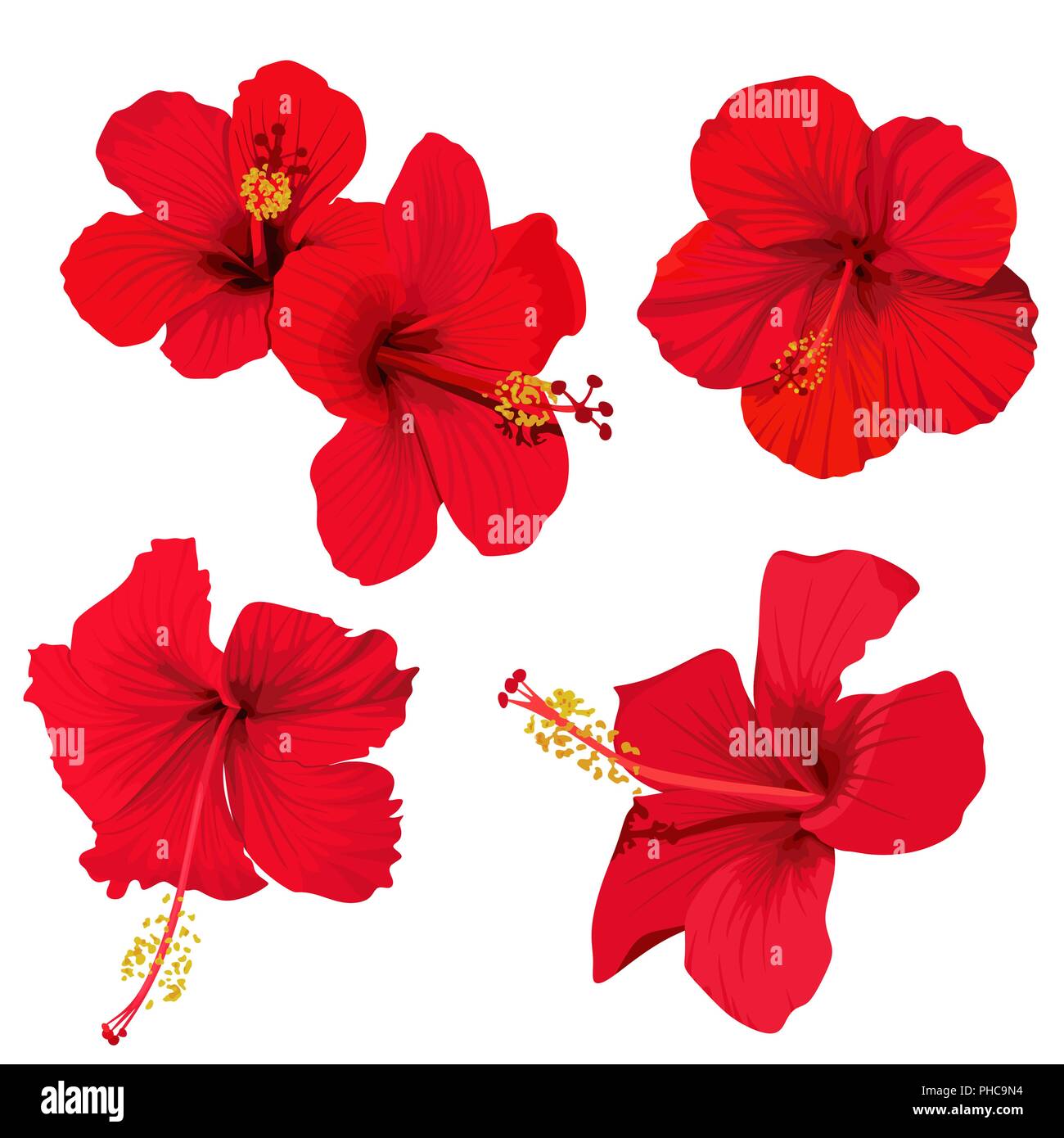 hibiscus flower vector clip art set red flowers tropical planrs Stock Vector