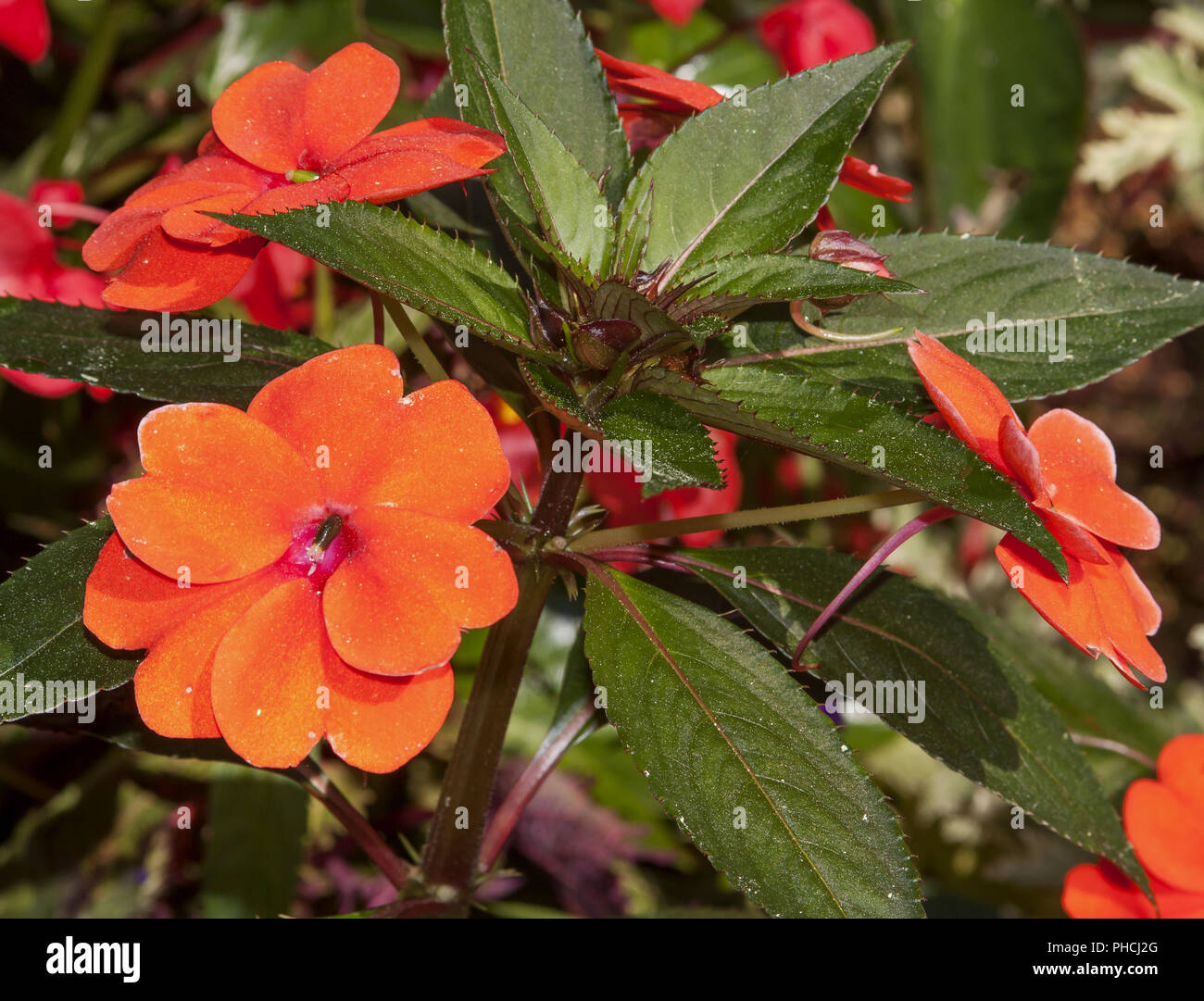 Busy lizzy Impatiens walleriana Stock Photo