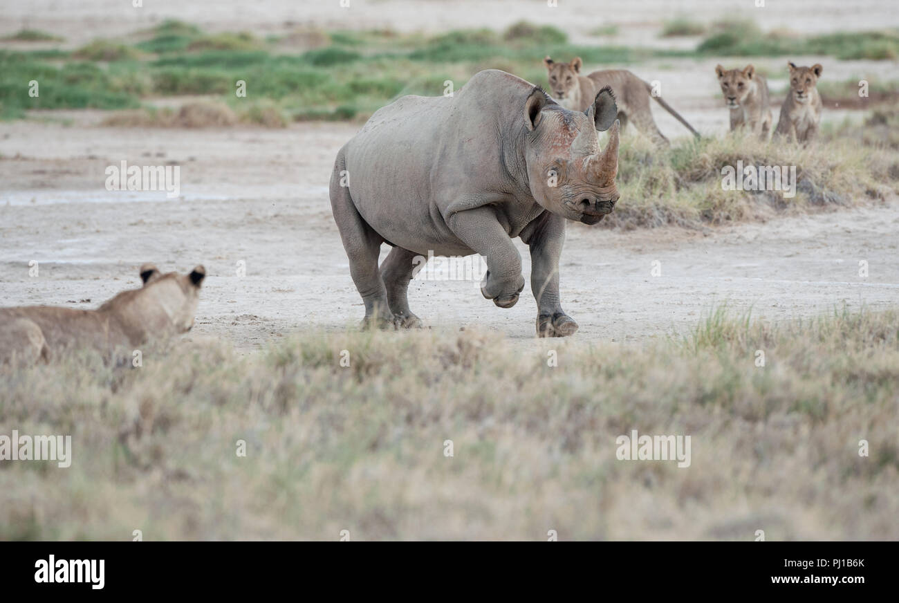 Black rhino running past a pride of lions, Namibia Stock Photo