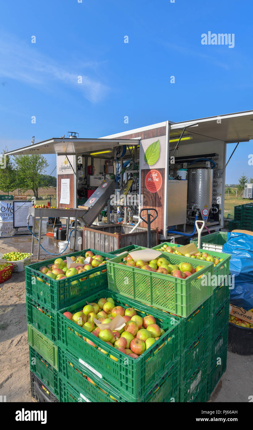 04.09.2018, Brandenburg, Frankfurt (Oder): Many apples in baskets stand in front of Mario Flach's mobile cider crusher from Berlin. The mobile apple juice press tours Berlin and Brandenburg. From a quantity of 100 kilograms of apples, everyone can have their own apple juice pressed here. After pressing, the juice is heated to 80 degrees Celsius and filled into three or five litre tubular bags. From 100 kilograms you can squeeze about 50 to 60 litres of juice. Photo: Patrick Pleul/dpa-Zentralbild/ZB Stock Photo