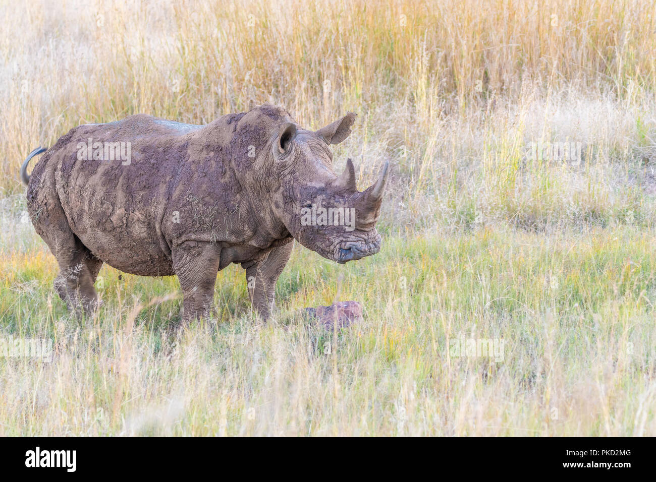 Beautiful White Rhino Walking Through Savannah Landscape Stock Photo