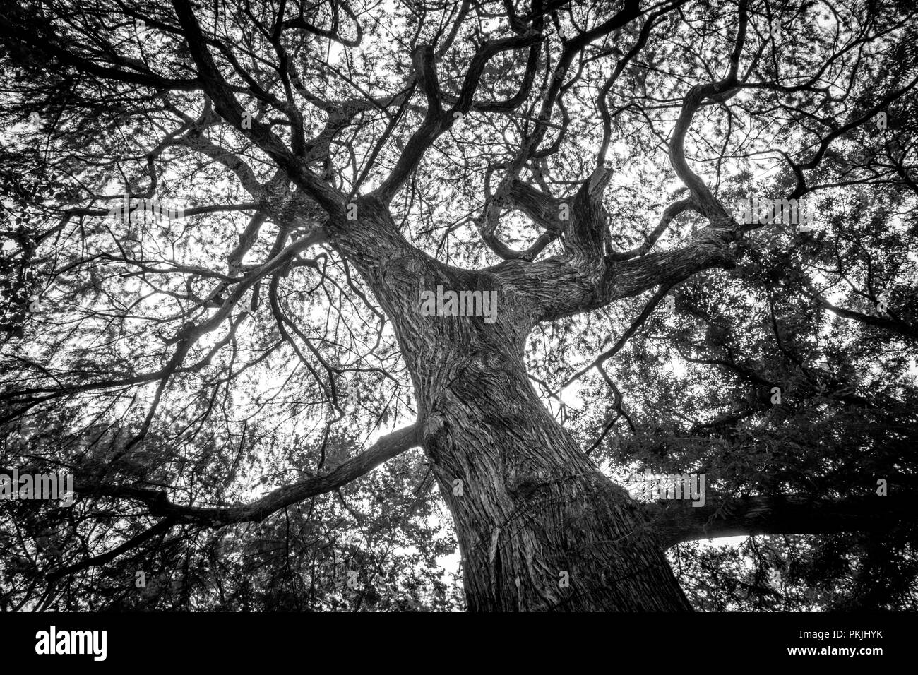 Tree worm's eye view black and white with branches Stock Photo