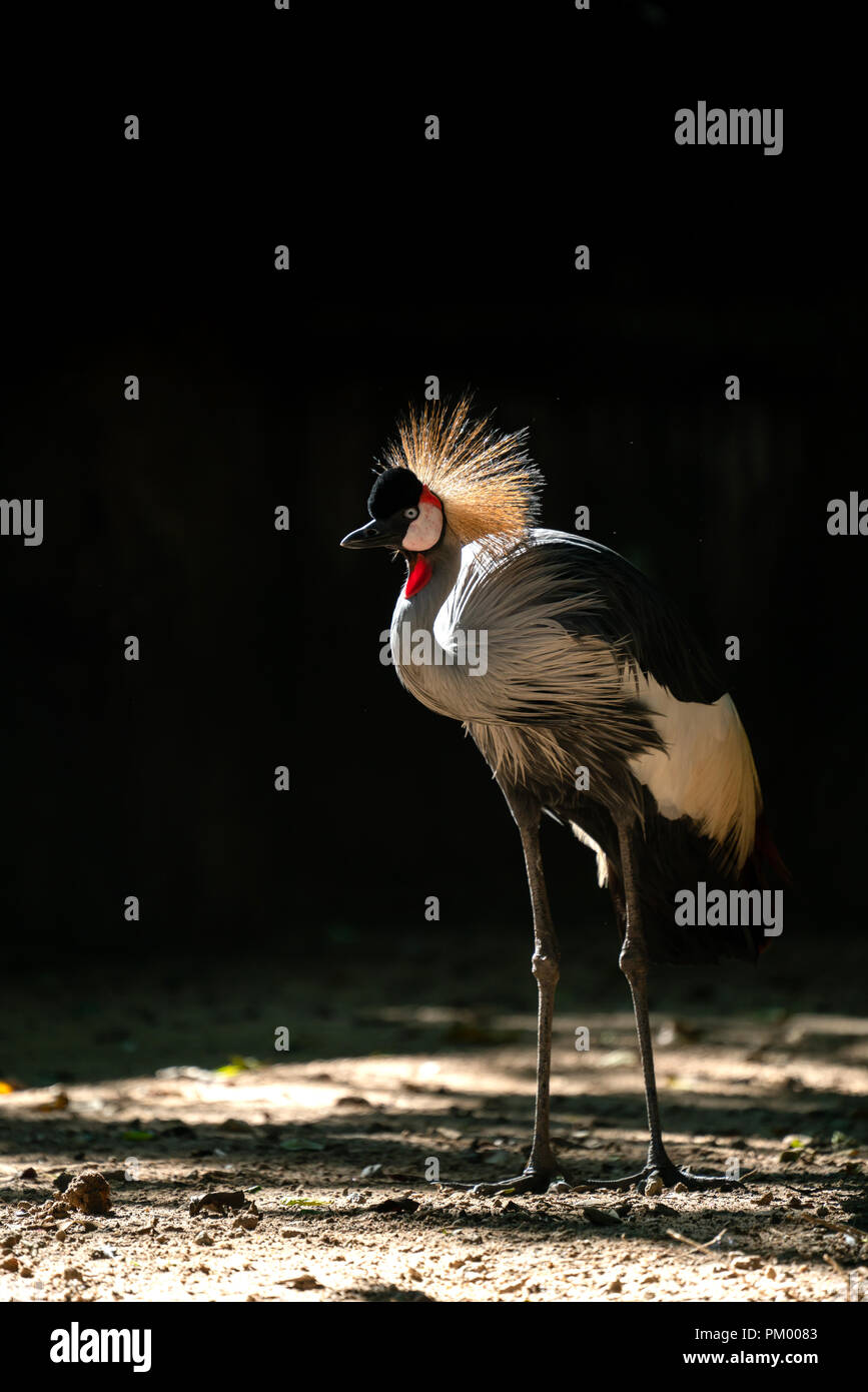 Grey crowned crane (Balearica regulorum) in dark background Stock Photo