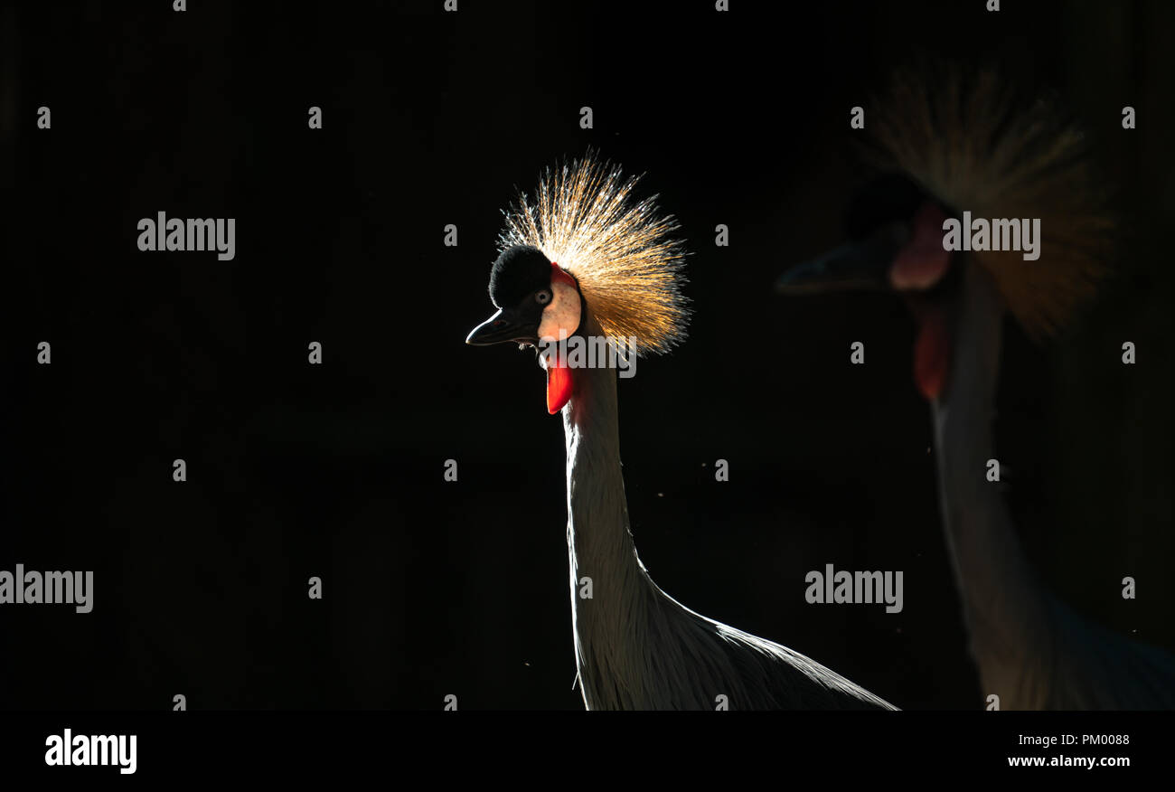 Grey crowned crane (Balearica regulorum) in dark background Stock Photo