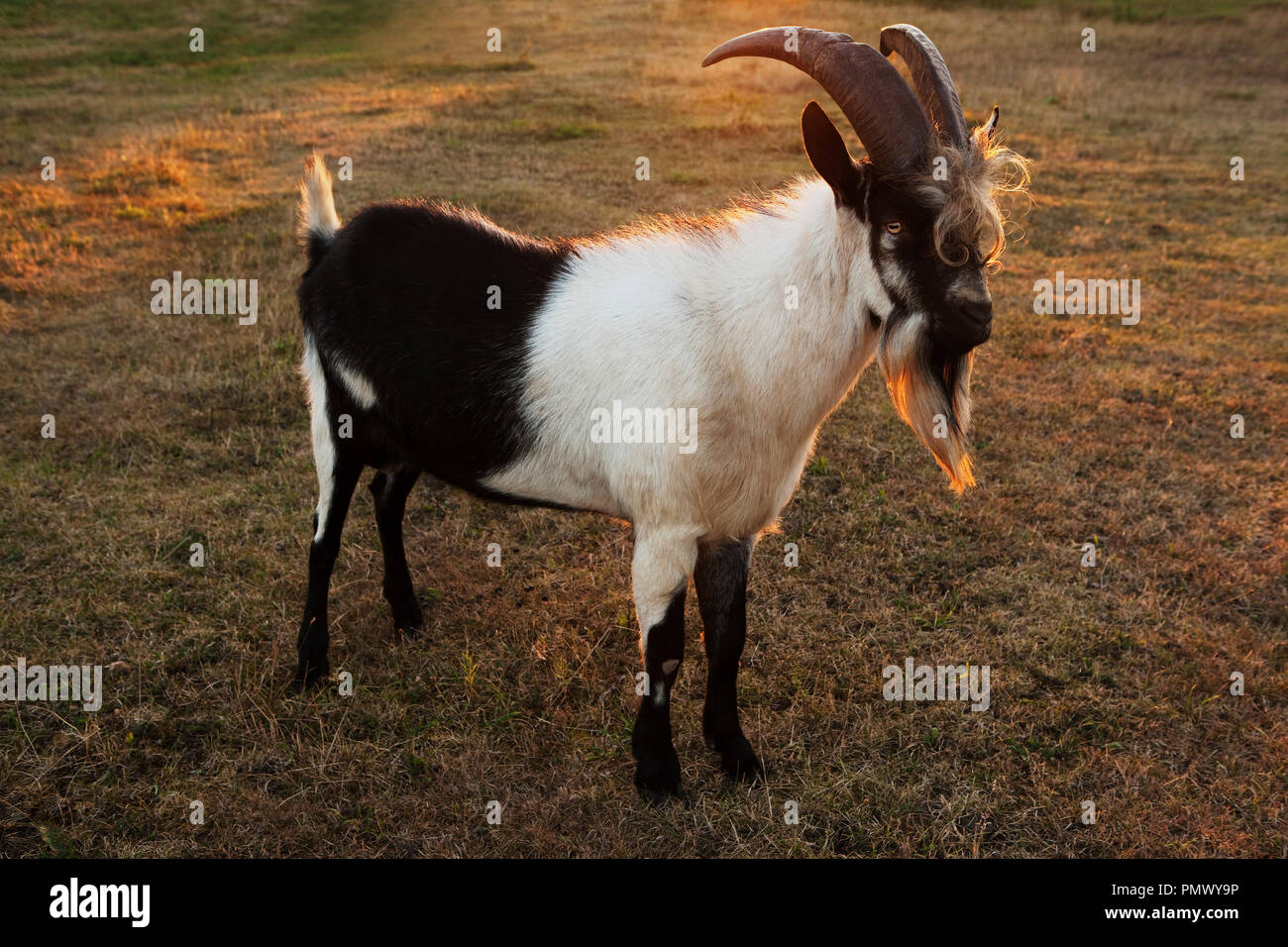 Bearded goat on farm Stock Photo