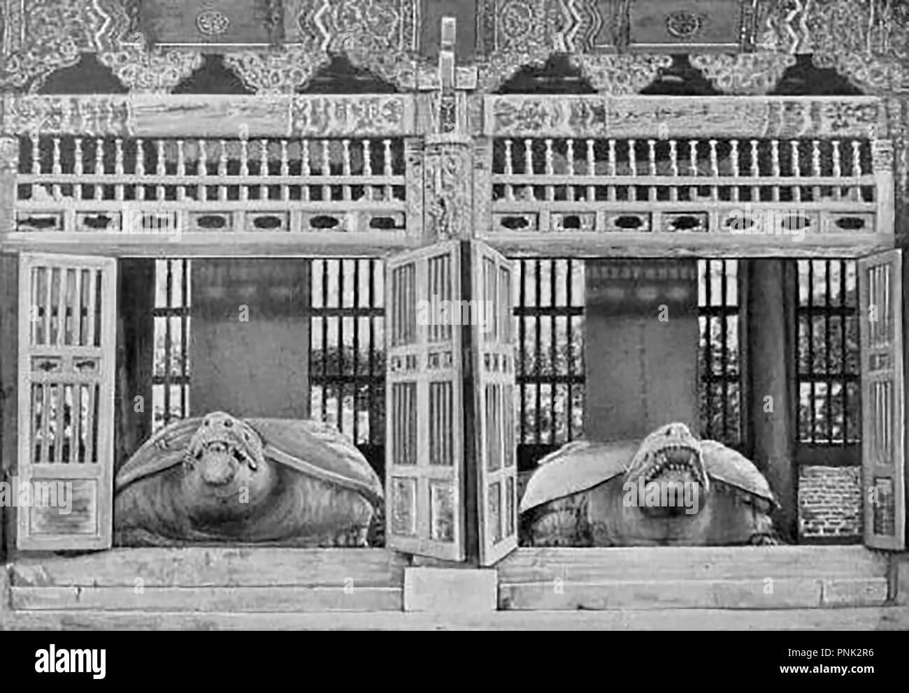 1904 KOREA - A view of the (former?) tortoise statues in the Imperial Tablet House, Seoul Stock Photo