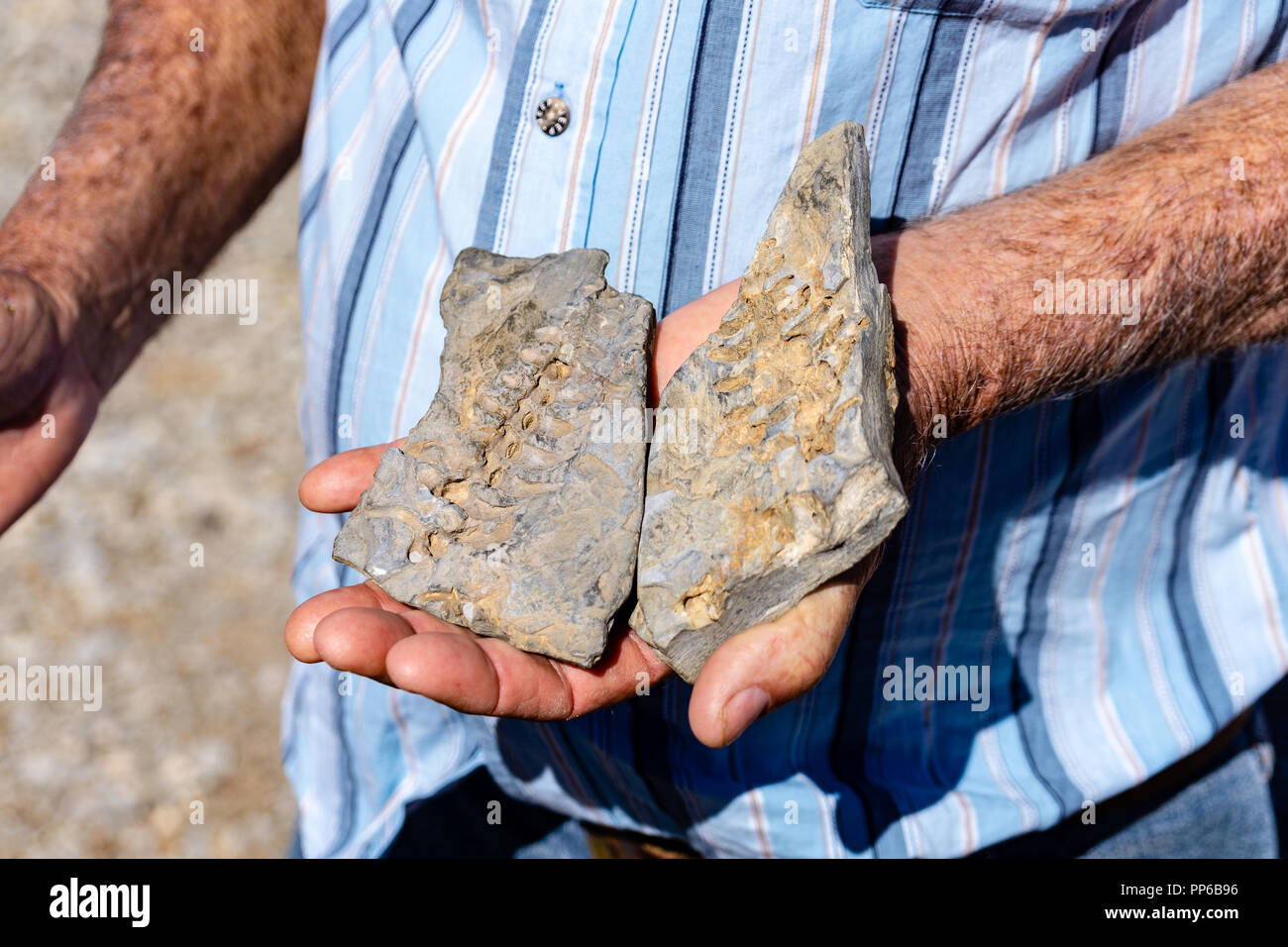 dinosaur fossil hand namibia summer man Stock Photo