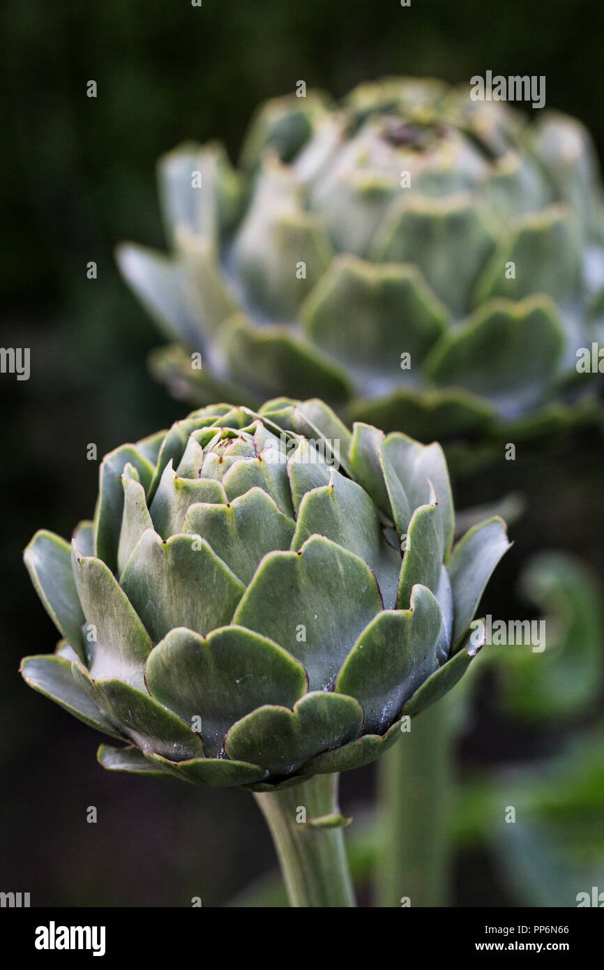 Close up of globe artichokes growing in a restaurant garden. Stock Photo