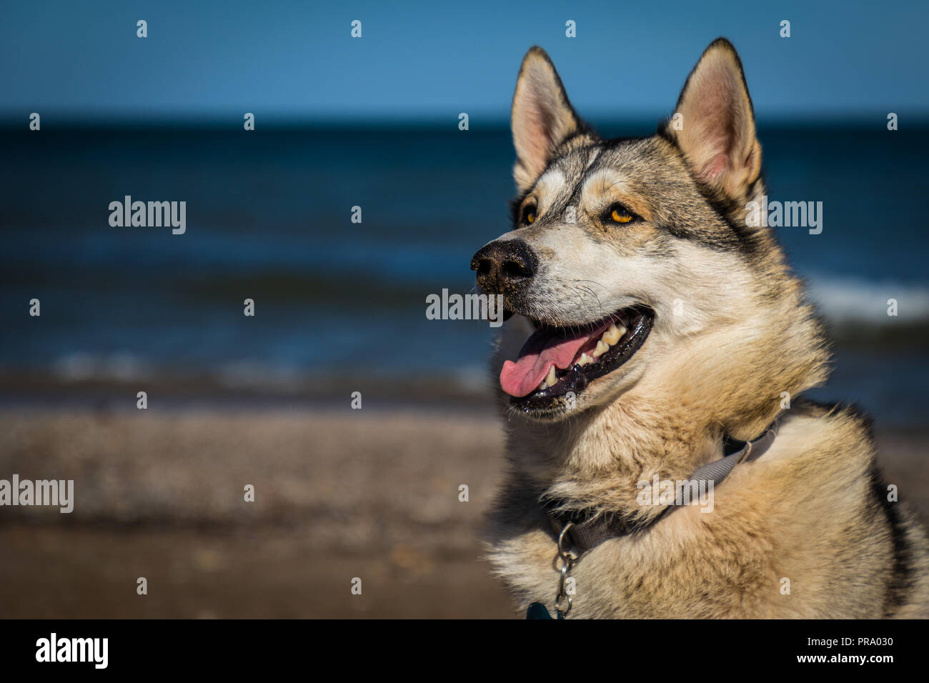 A shepherd husky mix on a warm day at the beach Stock Photo