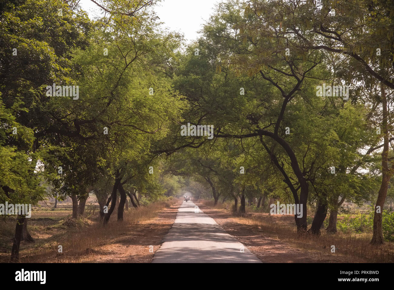 Landscape,State High way,through tunnel,of trees, to Raipur,from ,Kanha National Park,M.P,India. Stock Photo