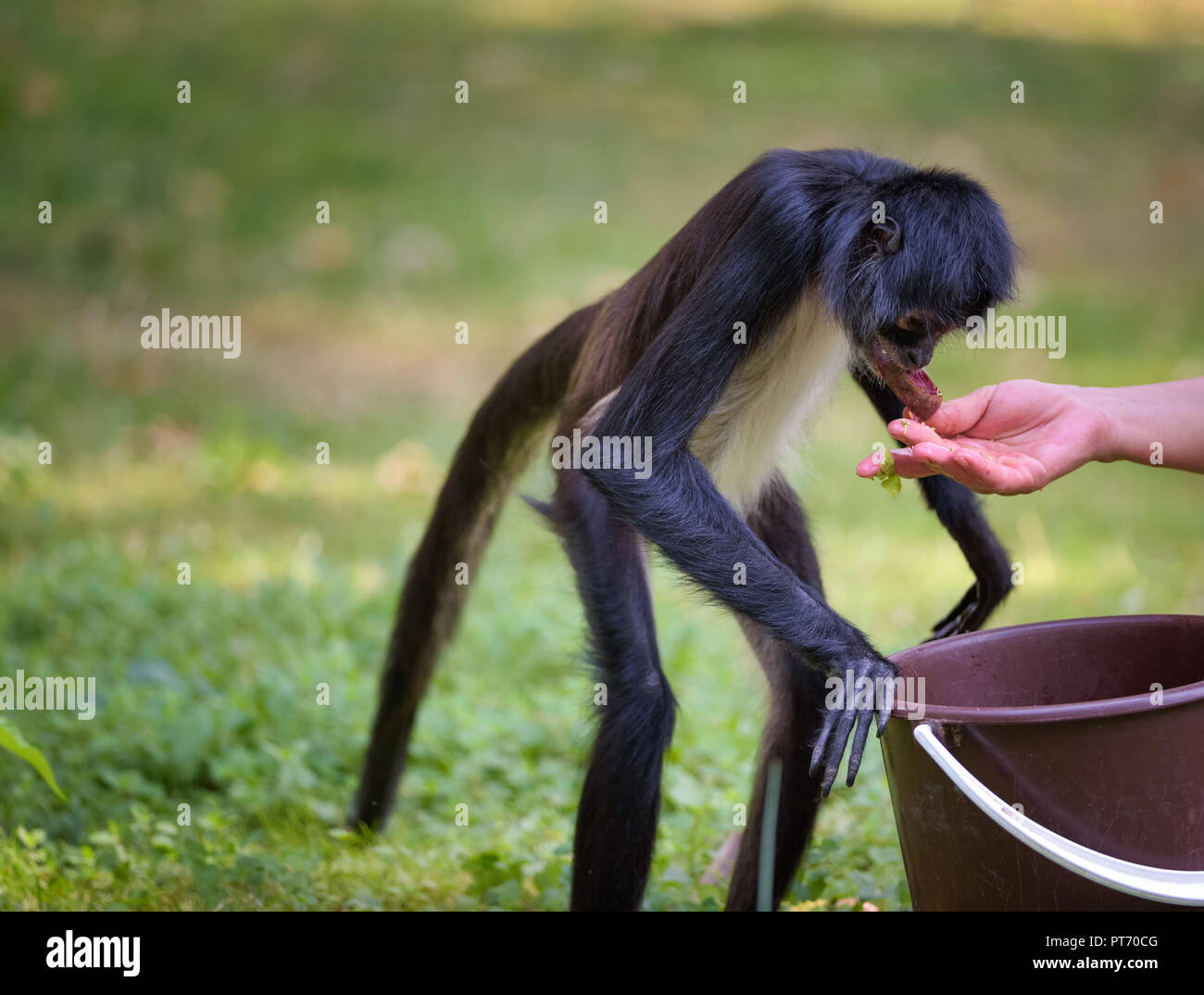 Geoffroy's Spider Monkey being fed by a caretaker.This primate is also referred to as black-handed spider monkey or Ateles geoffroyi. Stock Photo