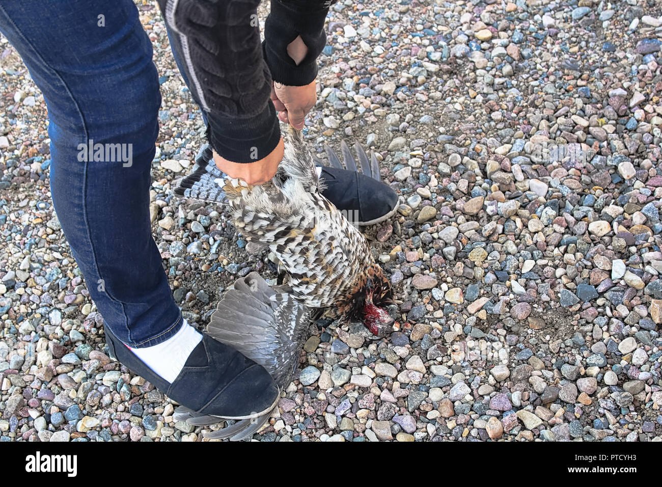 Easy method of cleaning a wild chicken by standing on it's wings Stock Photo